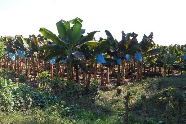 El banano es el principal producto de producción, pues hay muchas exportadoras en este territorio.