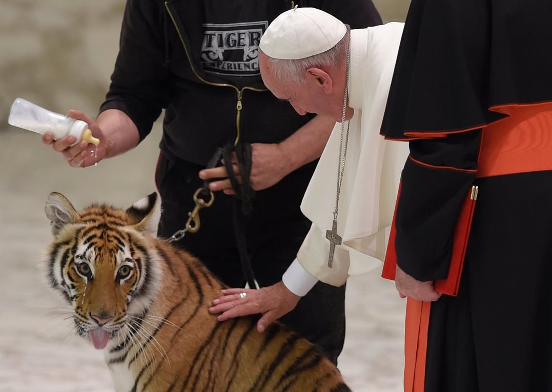 El papa Francisco acaricia a un tigre joven durante la reunión con los integrantes del espectáculo circense en el Vaticano. (Foto Prensa Libre: AFP).