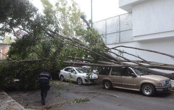  Un árbol fue derribado por el fuerte viento y cayó sobre un auto en la Ciudad de México. (Foto Prensa Libre: EFE).
