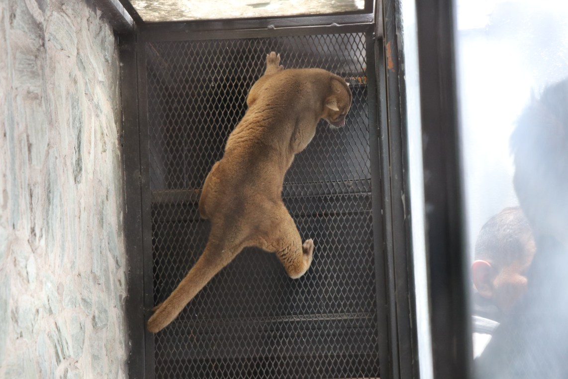 Un micoléon fue localizado en la zona 9, se había escapado del Zoológico La Aurora. (Foto Prensa Libre: Bomberos Municipales)