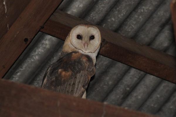 Una de las lechuzas que habita en el templo. (Foto Prensa Libre: Martin Tax)