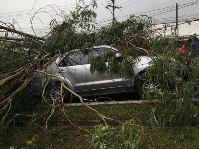 Un árbol cayó sobre un vehículo en el bulevar principal de Ciudad San Cristóbal. (Foto Prensa Libre:(@DDeyvid_)