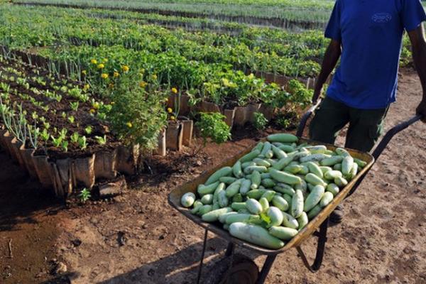 Cuba invertirá US$100 millones en el cultivo de hortalizas y frutas. (Foto Prensa Libre: EFE)