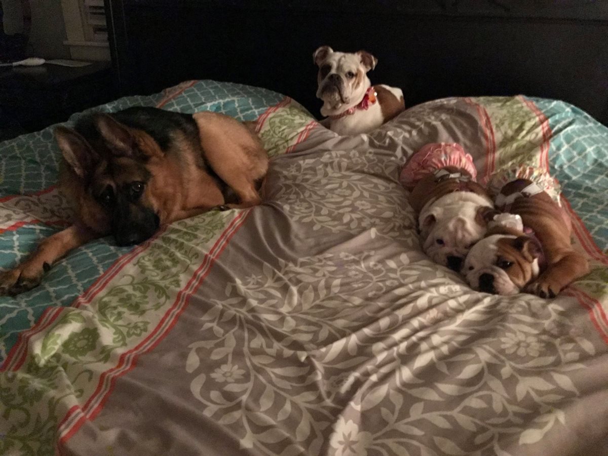 Quasimodo vive ahora junto a otros perros rescatados, en Minnesota, EE.UU.