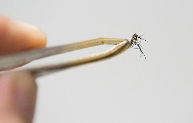 Belice confirma su primer caso de contagio del virus de zika. (Foto Prensa Libre: AFP)