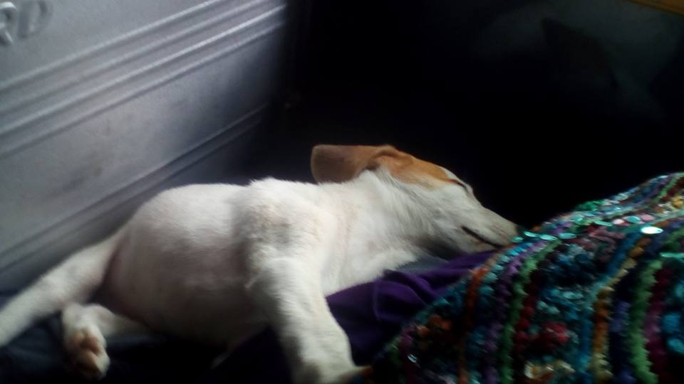 Un pequeño perro acompaña en autobús a una familia rumbo a Joyabaj, Quiché. (Foto Prensa Libre: Facebook Emerson Torres Y Jaqueline Rosales)