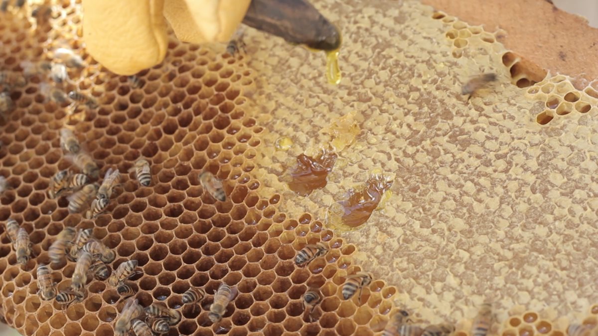 El incremento en la demanda se debe a la calidad, sabor y propiedades nutritivas de la miel. (Foto Prensa Libre: Álvaro González)
