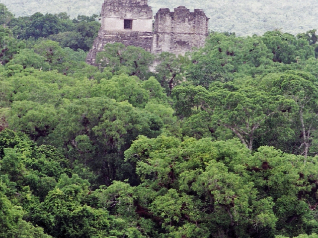 En los bosques de Tikal, Petén, se encuentra la mayoría de proyectos que se dedican a reforestar y conservar la naturaleza. (Foto Prensa Libre: Hemeroteca)