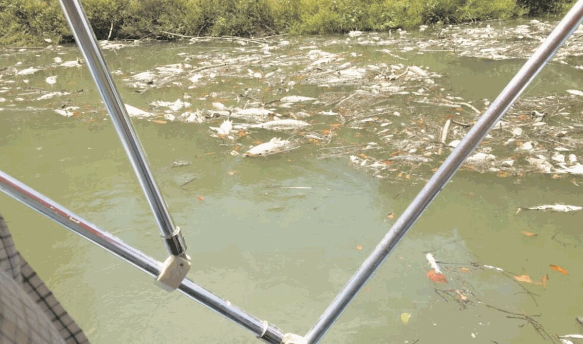 El año pasado la mortandad de peces en el Río La Pasión afectó más de 185 kilómetros río abajo, desde el foco de contaminación, y fue catalogada como ecocidio. (Foto Prensa Libre: Hemeroteca PL)
