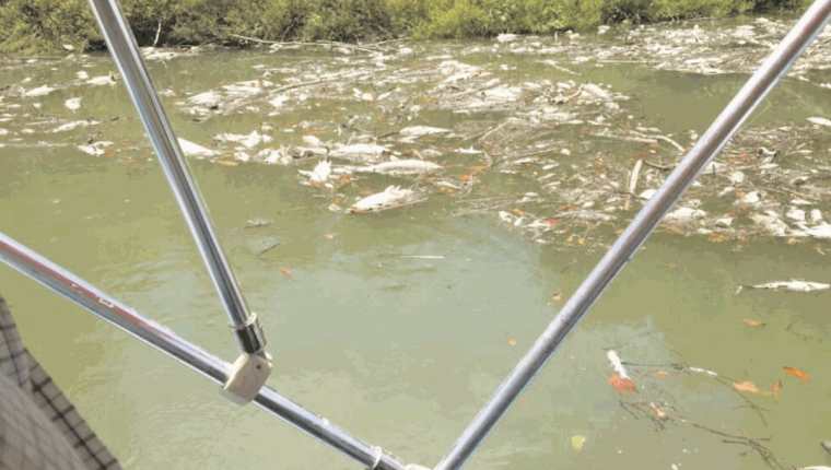 El año pasado la mortandad de peces en el Río La Pasión afectó más de 185 kilómetros río abajo, desde el foco de contaminación, y fue catalogada como ecocidio. (Foto Prensa Libre: Hemeroteca PL)