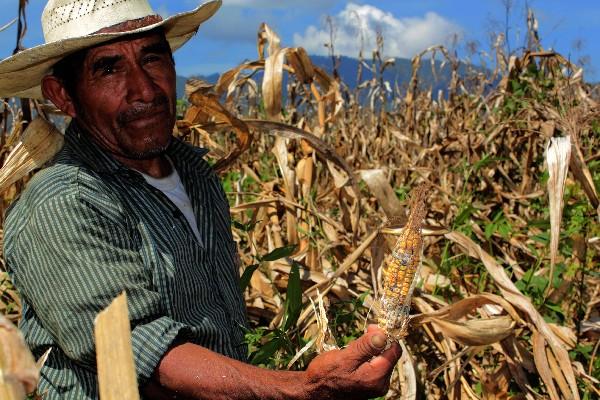 El Maga licita la compra de granos básicos para asistencia alimentaria. (Foto Prensa Libre: Hemeroteca PL)