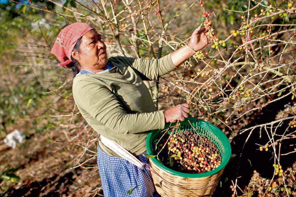 Productores de café dejarían de aplicar fungicidas para el combate de la roya por falta de apoyo financiero. Este año recibieron Q10 millones. (Foto Prensa Libre: EFE)