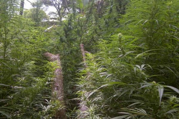 Plantación de marihuana decomisada en Quezaltepeque. (Foto Prensa Libre: Edwin Paxtor)