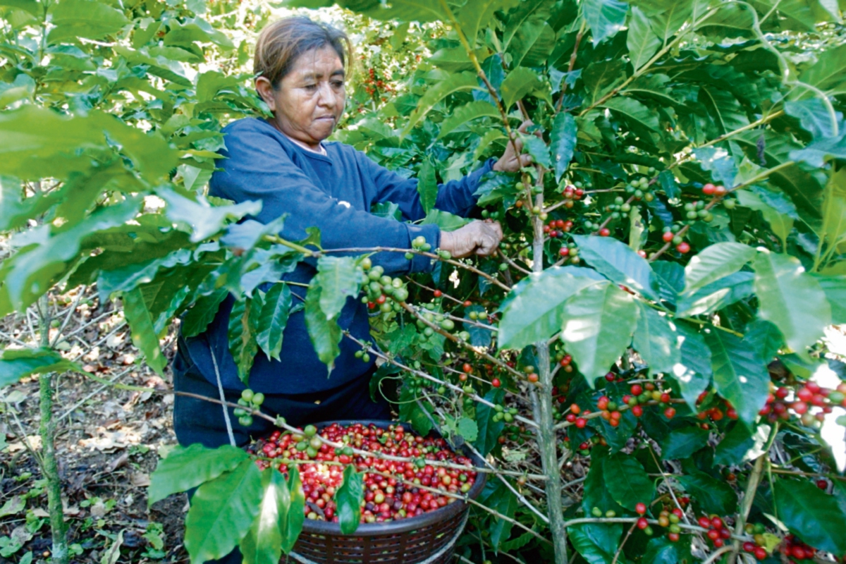 Exportadores de café aseguran que, en un mes, se han enviado ilegalmente más de 700 mil quintales del aromático a México. (Foto Prensa Libre: Carlos Sebastián)