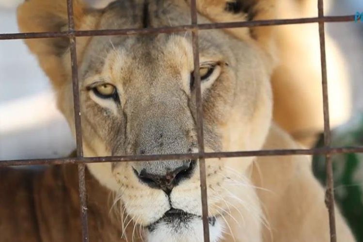 El 11 de abril último entró en vigor el artículo 55 de la Ley de Protección Animal, que prohíbe el uso de animales en circos. (Foto Prensa Libre: Hemeroteca)