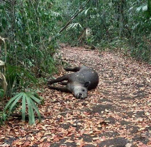 Tapir hallado muerto en la ruta turística que va de Carmelita a El Tintal, área conocida como en El Guacute. (Foto Prensa Libre: Rigoberto Escobar)