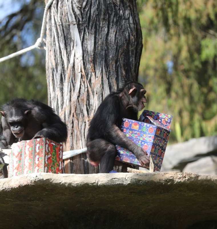 Diferentes especies de animales que conviven en el Zoológico La Aurora abrieron sus regalos ante cientos de visitantes. (Foto Prensa Libre: Érick Ávila)
