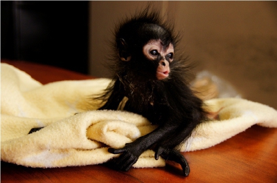 La cría de mono araña tiene al menos una semana de nacida. (Foto Prensa Libre:Conap)