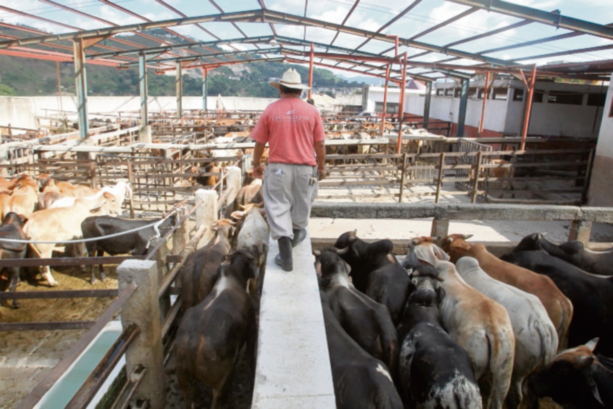 instalaciones del rastro de la zona 6 incumplen requisitos sanitarios, por lo que es investigado. (Foto Prensa Libre: PAULO RAQUEC)