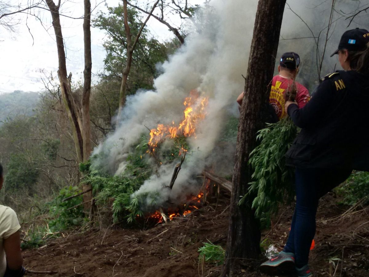 Los elementos antinarcóticos quemaron las plantas encontradas en Amatitlán. (Foto Prensa Libre: Cortesía)