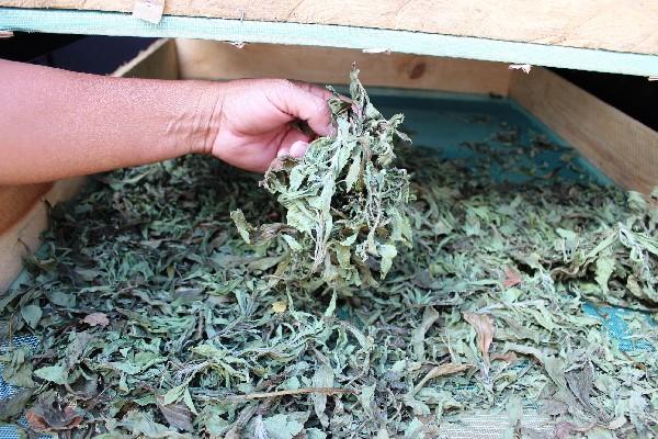 Se busca que el producto deshidratado se comercialice como té, para que no tenga ningún  proceso químico.