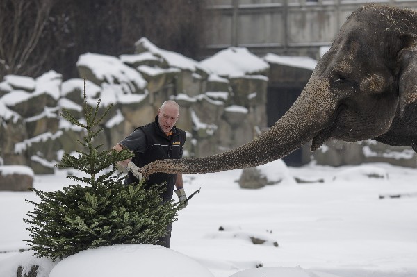 <span class="hps">U</span><span class="hps">n elefante es alimentado con</span> <span class="hps">árboles de Navidad</span> <span class="hps">en Berlín. (Foto Prensa Libre:AP).</span>