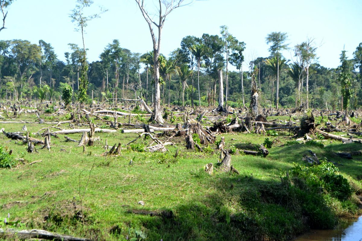 Pobladores denuncian tala de árboles en Punta de Manabique, Puerto Barrios, Izabal. (Foto Prensa Libre: Dony Stewart)