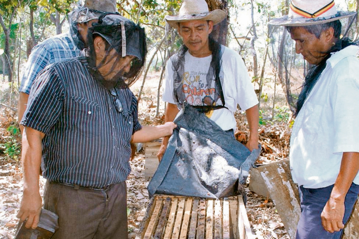 Apicultores de Coatepeque muestran la masiva mortandad de abejas en esa región costera. (Foto, Prensa Libre: Edgar Octavio Girón)