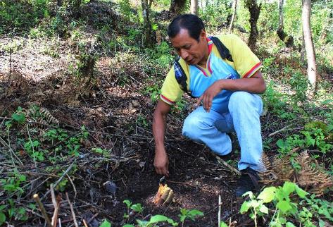Alejandro Napoléon Utz, líder de los expatrulleros, muestra un árbol cortado en un bosque depredado de San Andrés Itzapa, Chimaltenango.