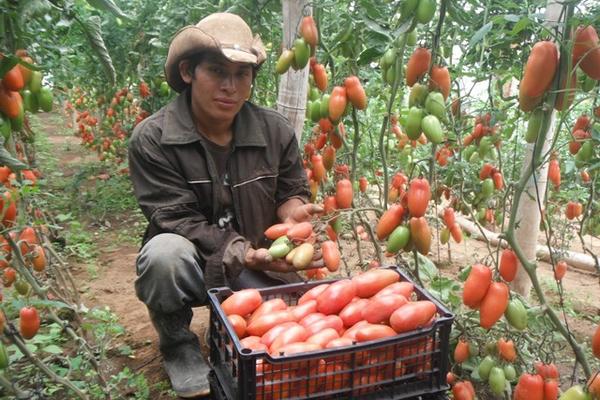 Pequeñas empresas de producción de tomate son algunos de los negocios que se han creado con el programa de desarrollo de la UVG. (Foto Prensa Libre: Édgar Sáenz)