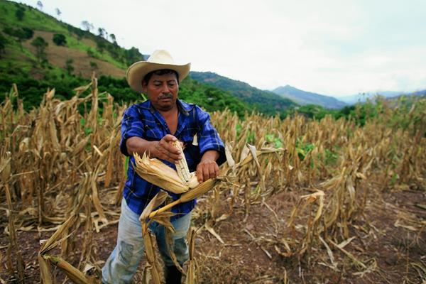 Los agricultores son los más afectados por este fenómeno. (Foto: Hemeroteca PL)
