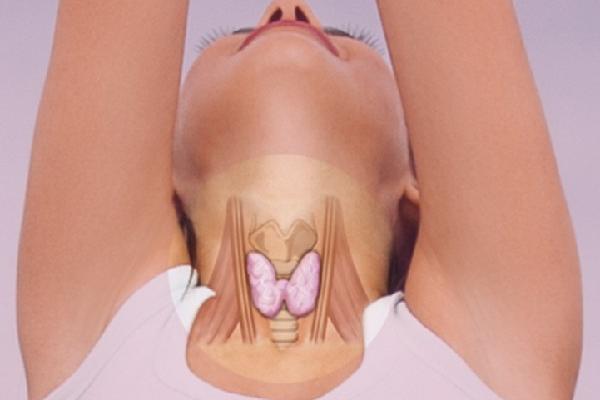 La glándula  tiroides tiene forma de mariposa y  se localiza en la base del cuello, junto al cartílago tiroides, sobre la tráquea. Pesa entre 15 y 30 gramos en el adulto.