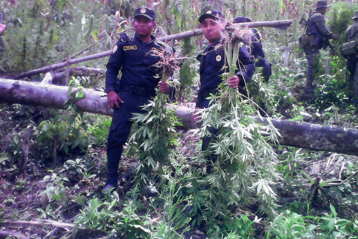 Agentes de la PNC erradican plantación de marihuana en Melchor de Mencos, Petén. (Foto Prensa Libre: Rigoberto Escobar)
