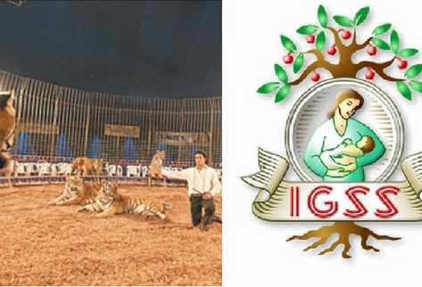 El domador de tigres del circo Rey Gitano y el antiguo emblema del Igss. (Foto Prensa Libre)