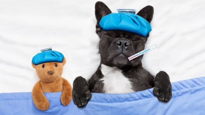 ¿Tiene fiebre tu perro? ¿Lo encuentras decaído? Puede que tenga lo mismo que tú. (Foto, Thinkstock)