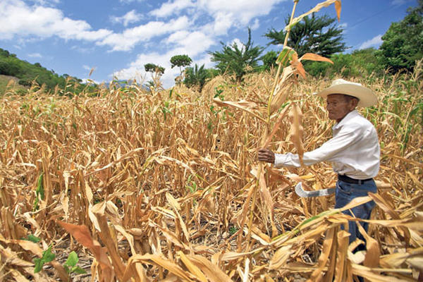 Pérdidas en cultivos podrían registrarse este año, debido a la variabilidad del clima y posibilidad de un nuevo período de sequía.
