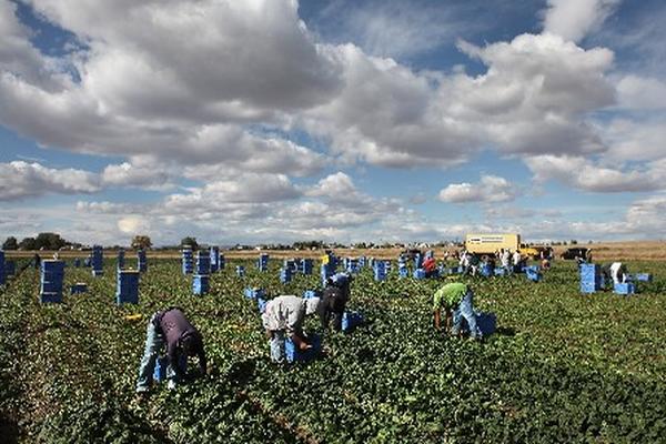 Miles de migrantes mexicanos indocumentados trabajan en EE. UU. (Foto Prensa Libre: Archivo.)