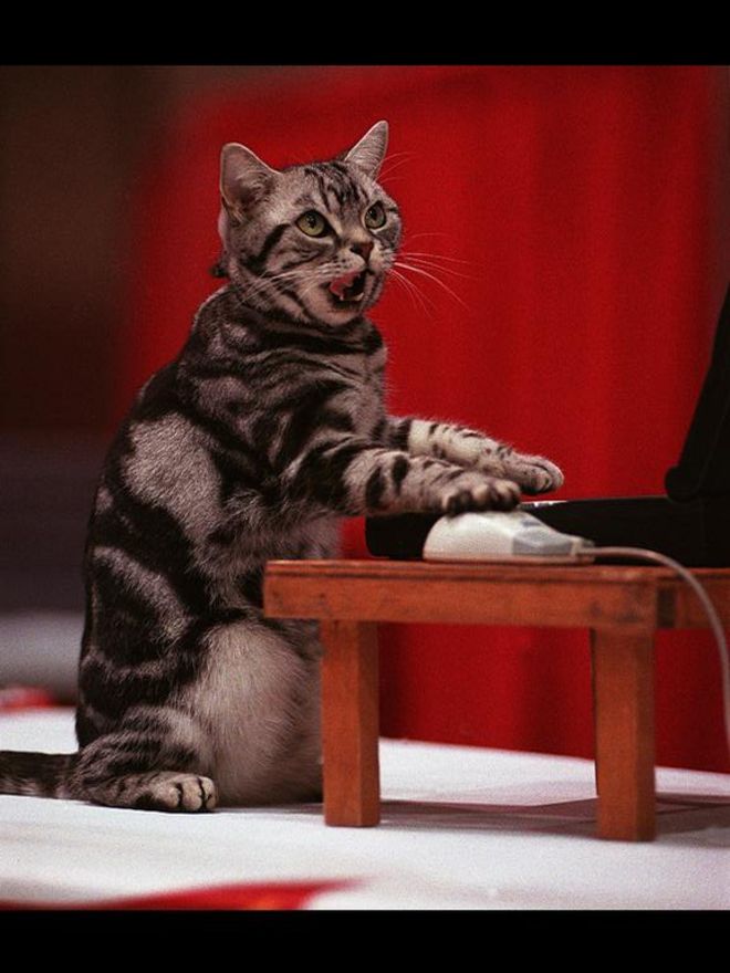 No son ratones... son "superratones", cada uno de ellos con diferentes usos y funcionalidades. (AP).