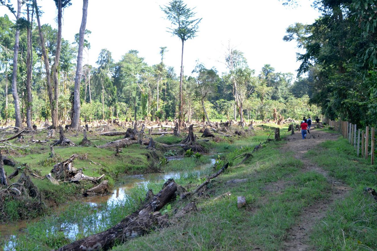 Autoridades inspeccionaron el área donde pobladores denunciaronn tala en Punta de Manabique. (Foto Prensa Libre: Dony Stewart)