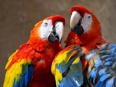 Una de  cada dos aves están en peligro en la región centroamericana. (Foto Prensa Libre: Tomada de Internet)