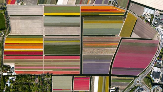 LOS COLORES HOLANDESES - Estas coloridas franjas son parte de una zona de cultivo de tulipanes en Lisse, una ciudad al oeste de Holanda. DAILY OVERVIEW/DIGITALGLOBE, COMPAÑÍA MAXAR
