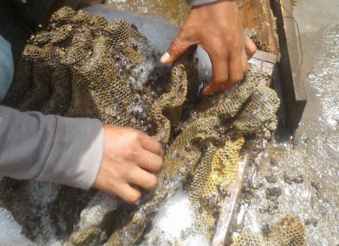 Un vecino muestra una de las colmenas que tenía en su vivienda. (Foto Prensa Libre: Víctor Chamalé)