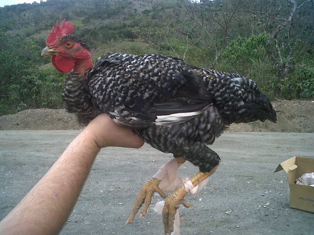 La Digi reproduce más gallinas pelucas en la provincia.(Prensa Libre: Usac)