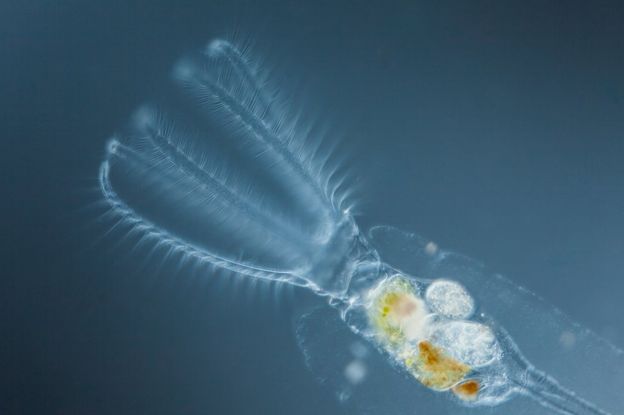 Los bdelloidea, una clase de rotífero, prescindieron del todo del sexo. GETTY IMAGES