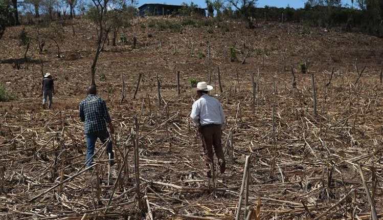 Agriculturoes guatemaltecos fueron afectados por la canícula prolongada de este año. (Foto Prensa Libre: Hemeroteca PL)
