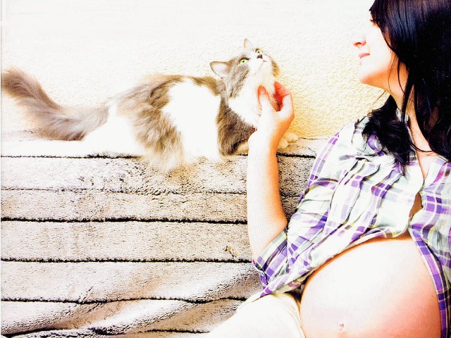 El Consultorio | Embarazo, gatos y toxoplasmosis: mitos y verdades