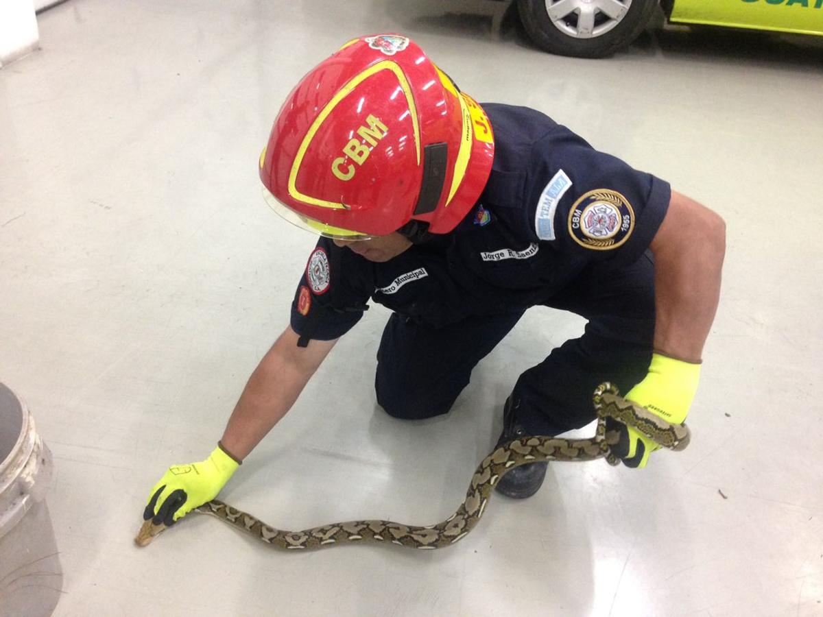 Un socorrista toma a la serpiente de la cabeza. El animal fue hallado dentro de una residencia de la zona 16. (Foto: Bomberos Municipales)