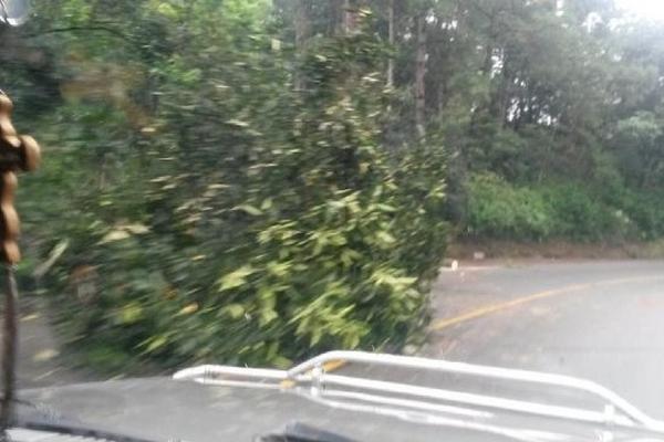 Uno de los árboles que fue derribado por el viento en la ruta a las Verapaces. (Foto Prensa Libre: Eduardo Sam)  <br _mce_bogus="1"/>