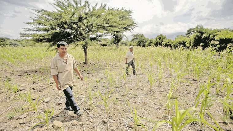 En años anteriores la sequía ha causado pérdidas en los cultivos en Chiquimula. (Foto Prensa Libre: Hemeroteca PL).