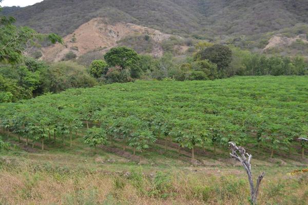 Vista panorámica de una plantación de papaya en Santa Rosalía, Zacapa. (Foto Prensa Libre: Vícor Gómez)